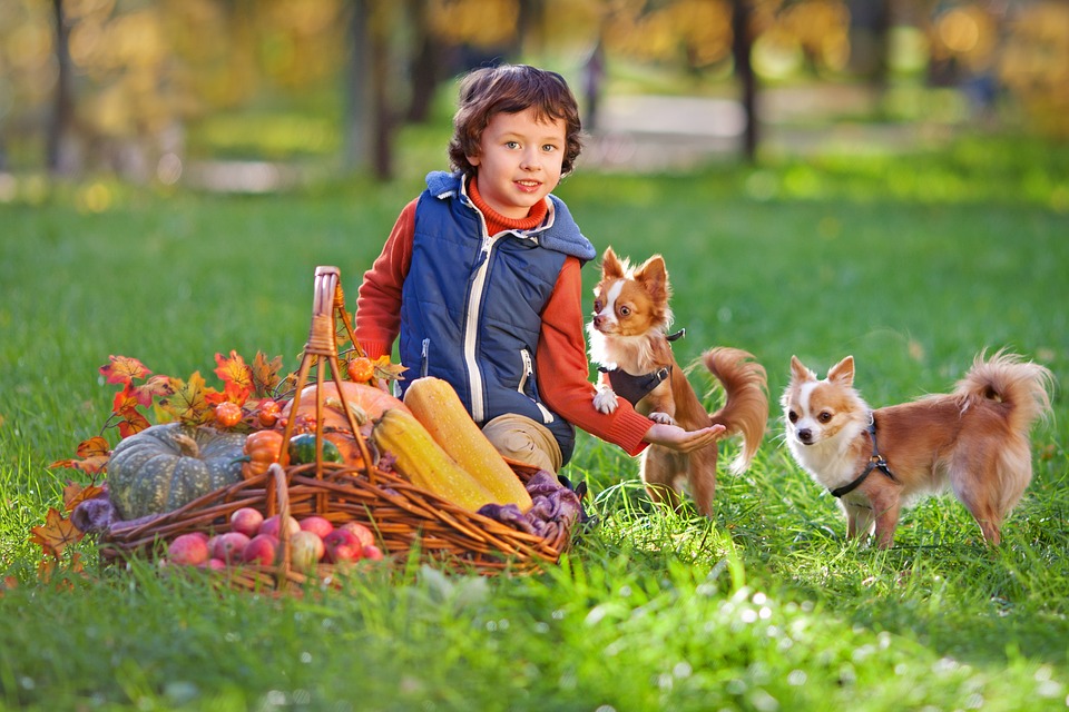 boy with puppies